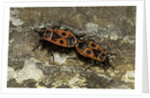 Pyrrhocoris apterus (firebug) mating by Anonymous