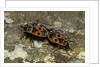 Pyrrhocoris apterus (firebug) mating by Anonymous