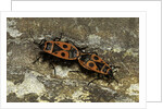 Pyrrhocoris apterus (firebug) mating by Anonymous