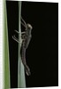 Pyrrhosoma nymphula (large red damselfly) - emerging by Anonymous