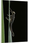 Pyrrhosoma nymphula (large red damselfly) - emerging by Anonymous