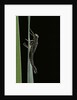 Pyrrhosoma nymphula (large red damselfly) - emerging by Anonymous