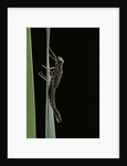 Pyrrhosoma nymphula (large red damselfly) - emerging by Anonymous