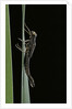 Pyrrhosoma nymphula (large red damselfly) - emerging by Anonymous