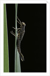 Pyrrhosoma nymphula (large red damselfly) - emerging by Anonymous