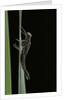 Pyrrhosoma nymphula (large red damselfly) - emerging by Anonymous