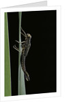 Pyrrhosoma nymphula (large red damselfly) - emerging by Anonymous