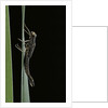 Pyrrhosoma nymphula (large red damselfly) - emerging by Anonymous
