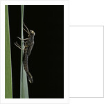 Pyrrhosoma nymphula (large red damselfly) - emerging by Anonymous