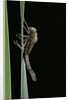 Pyrrhosoma nymphula (large red damselfly) - emerging by Anonymous