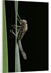 Pyrrhosoma nymphula (large red damselfly) - emerging by Anonymous