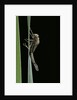 Pyrrhosoma nymphula (large red damselfly) - emerging by Anonymous