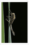 Pyrrhosoma nymphula (large red damselfly) - emerging by Anonymous