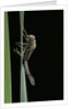 Pyrrhosoma nymphula (large red damselfly) - emerging by Anonymous