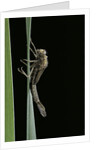 Pyrrhosoma nymphula (large red damselfly) - emerging by Anonymous