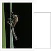 Pyrrhosoma nymphula (large red damselfly) - emerging by Anonymous