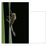 Pyrrhosoma nymphula (large red damselfly) - emerging by Anonymous