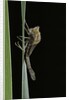 Pyrrhosoma nymphula (large red damselfly) - emerging by Anonymous