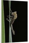 Pyrrhosoma nymphula (large red damselfly) - emerging by Anonymous