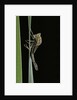 Pyrrhosoma nymphula (large red damselfly) - emerging by Anonymous