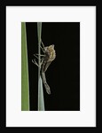 Pyrrhosoma nymphula (large red damselfly) - emerging by Anonymous