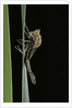 Pyrrhosoma nymphula (large red damselfly) - emerging by Anonymous