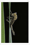 Pyrrhosoma nymphula (large red damselfly) - emerging by Anonymous