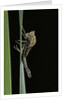 Pyrrhosoma nymphula (large red damselfly) - emerging by Anonymous