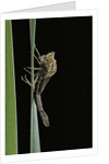 Pyrrhosoma nymphula (large red damselfly) - emerging by Anonymous