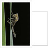 Pyrrhosoma nymphula (large red damselfly) - emerging by Anonymous