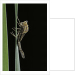 Pyrrhosoma nymphula (large red damselfly) - emerging by Anonymous