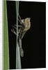 Pyrrhosoma nymphula (large red damselfly) - emerging by Anonymous