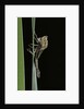 Pyrrhosoma nymphula (large red damselfly) - emerging by Anonymous