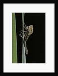 Pyrrhosoma nymphula (large red damselfly) - emerging by Anonymous