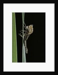 Pyrrhosoma nymphula (large red damselfly) - emerging by Corbis