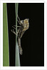 Pyrrhosoma nymphula (large red damselfly) - emerging by Anonymous