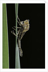 Pyrrhosoma nymphula (large red damselfly) - emerging by Corbis