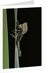 Pyrrhosoma nymphula (large red damselfly) - emerging by Anonymous