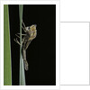 Pyrrhosoma nymphula (large red damselfly) - emerging by Anonymous