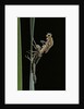 Pyrrhosoma nymphula (large red damselfly) - emerging by Anonymous