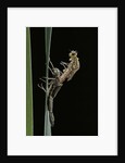 Pyrrhosoma nymphula (large red damselfly) - emerging by Anonymous