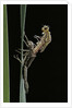Pyrrhosoma nymphula (large red damselfly) - emerging by Anonymous