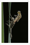 Pyrrhosoma nymphula (large red damselfly) - emerging by Anonymous