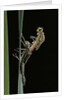 Pyrrhosoma nymphula (large red damselfly) - emerging by Anonymous