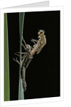 Pyrrhosoma nymphula (large red damselfly) - emerging by Anonymous