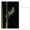 Pyrrhosoma nymphula (large red damselfly) - emerging by Anonymous