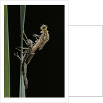 Pyrrhosoma nymphula (large red damselfly) - emerging by Anonymous