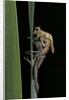Pyrrhosoma nymphula (large red damselfly) - emerging by Anonymous