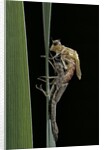 Pyrrhosoma nymphula (large red damselfly) - emerging by Anonymous
