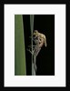 Pyrrhosoma nymphula (large red damselfly) - emerging by Anonymous